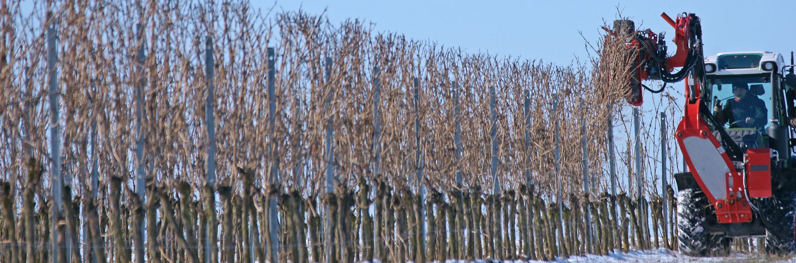 ERO-Cane Pruner VITECO